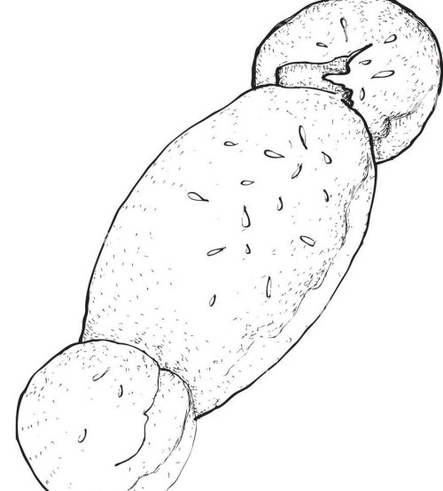 Nos coquilles et le petit déjeuner